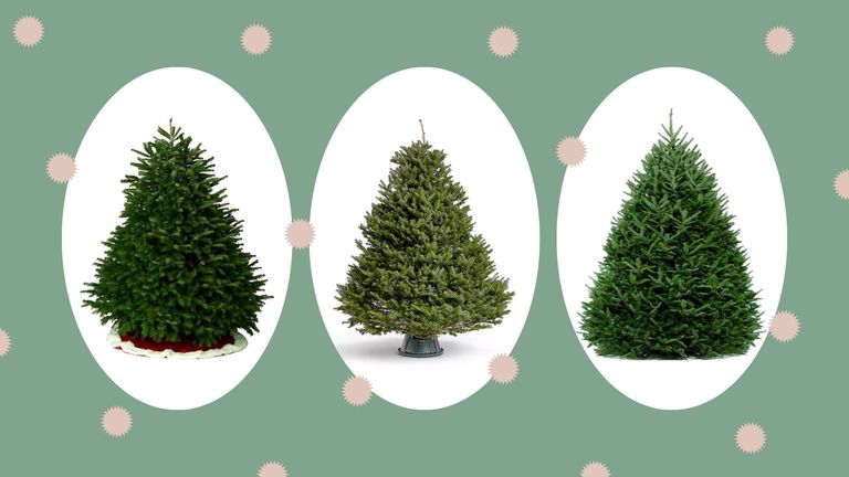 a collage image of three of the best real Christmas trees