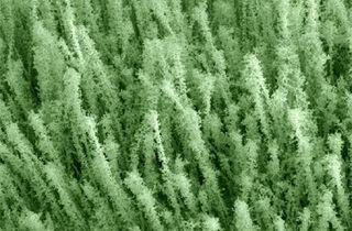 A mass of the decorated nanowires, created with a new method by Stanford University engineers.
