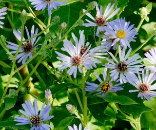 Aster macrophyllus 'Twilight' in bloom