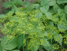 Dill Weed Plants With Tiny Yellow Flowers