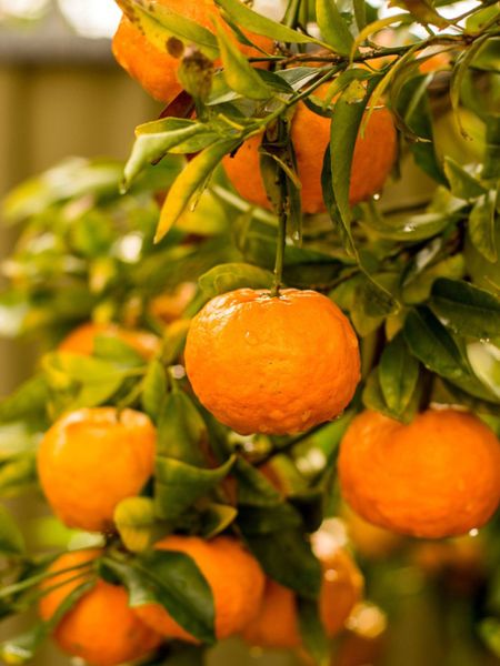 Mandarin Orange Tree