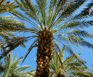 date palm tree growing in full sunshine