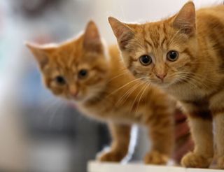 Two ginger cats