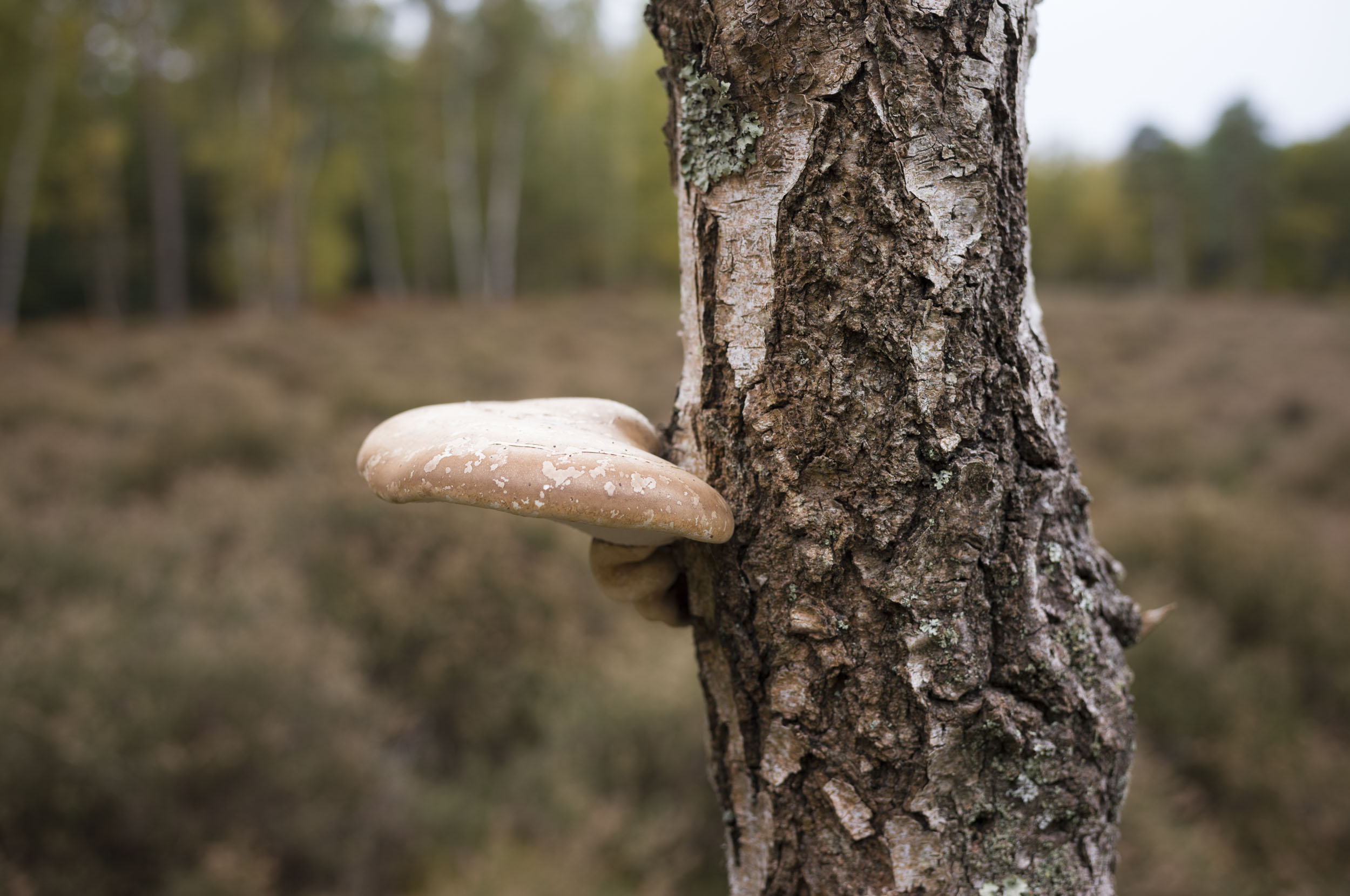Leica M EV1 sample gallery: large mushroom growing out of a dead tree