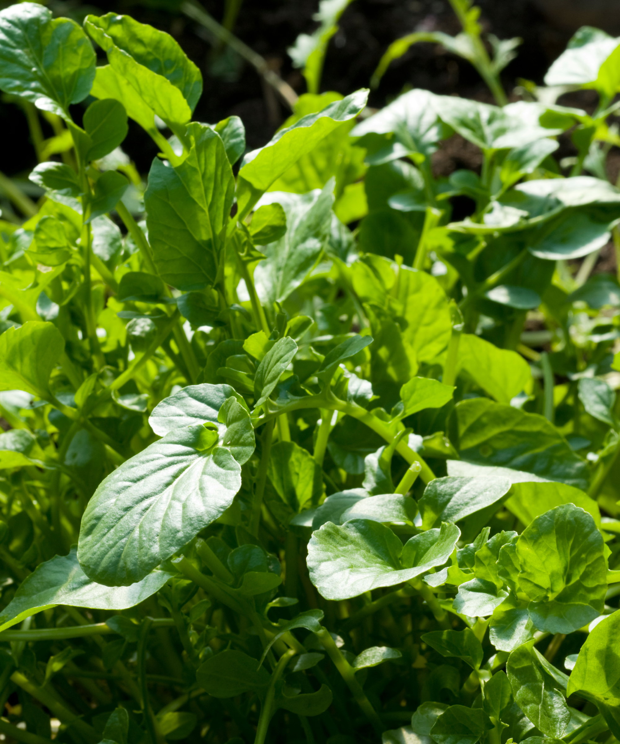 Green American land cress growing in a vegetable garden