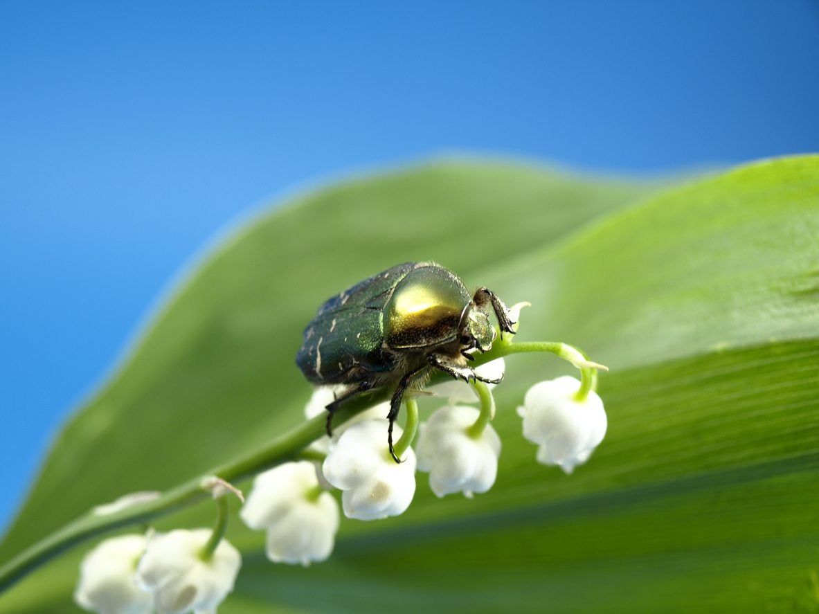 スズランの害虫：スズランを食べる虫や動物