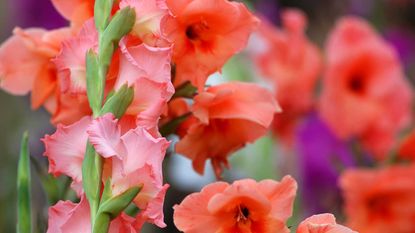 red gladioli