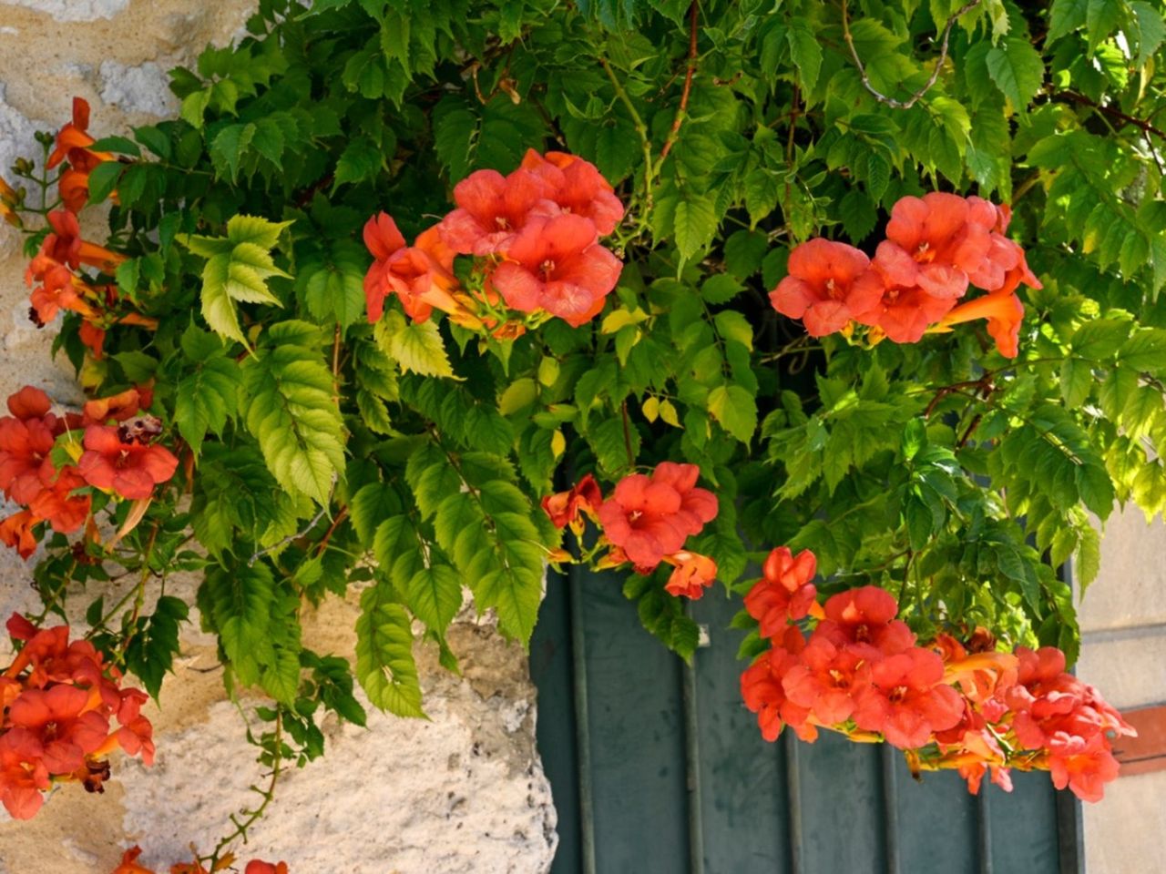 Trumpet Vines Losing Leaves