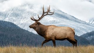 Elk in field