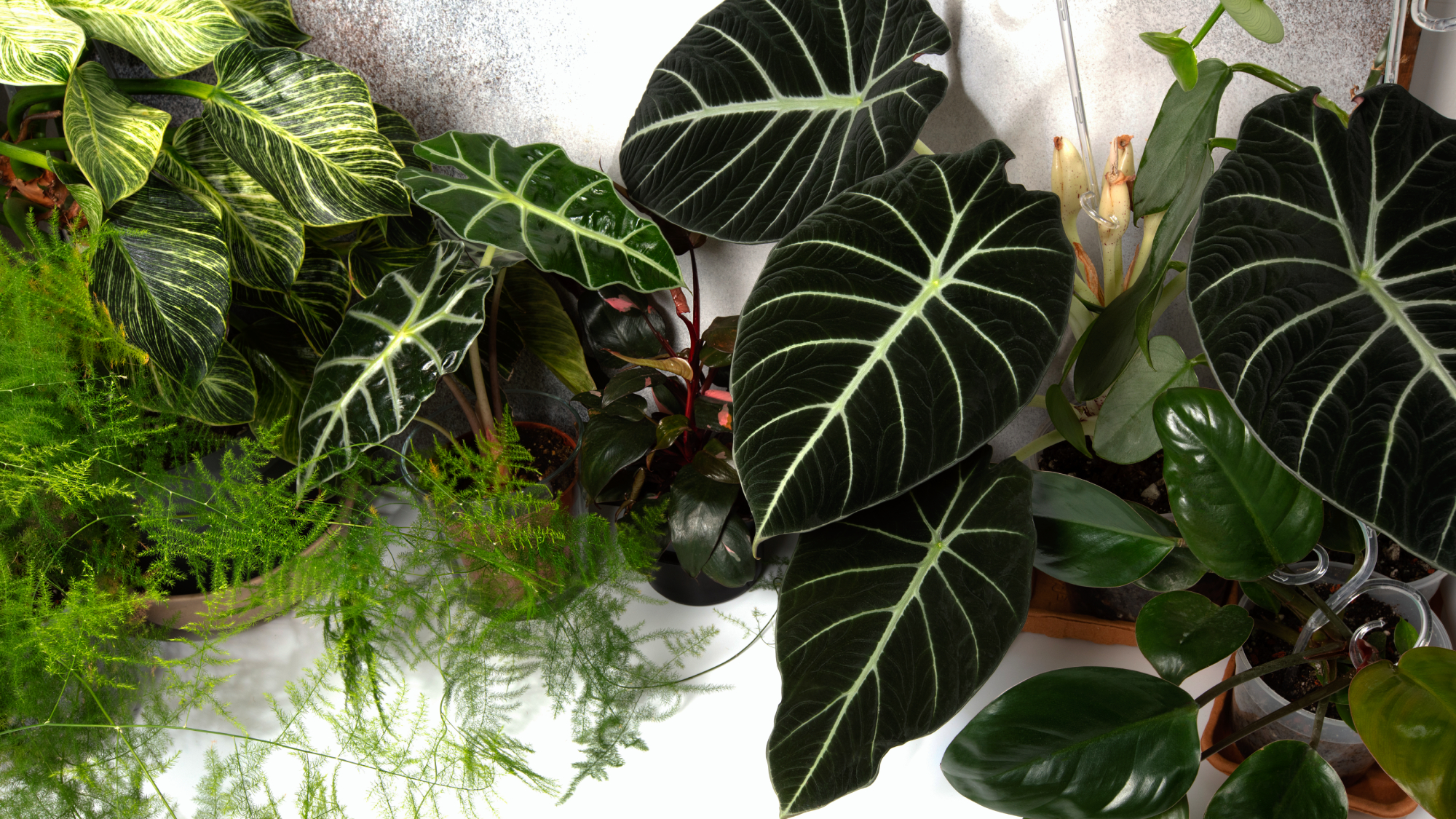 variety of dark houseplants