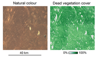 A natural colour Landsat image from winter in 2011 after a large rainfall event (left) does not show the dingo fence, though it does when converted to dead vegetation cover (right).