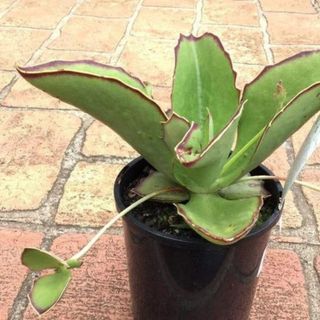Kalanchoe plant from garden goods direct