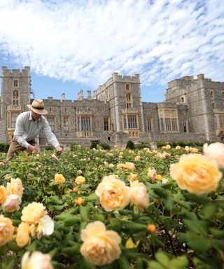 Prince Philip's garden legacy, roses in Windsor Castle gardens
