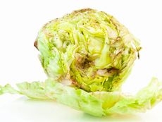 Lettuce With Soft Rot