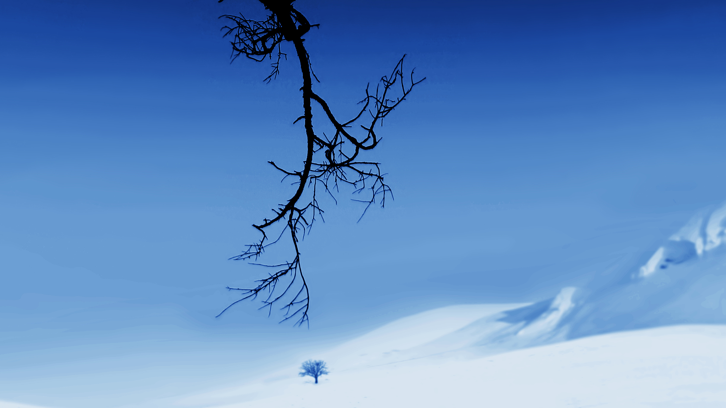 A barren branch hangs over a snowy landscape, with a lone tree visible in the distance against a blue sky