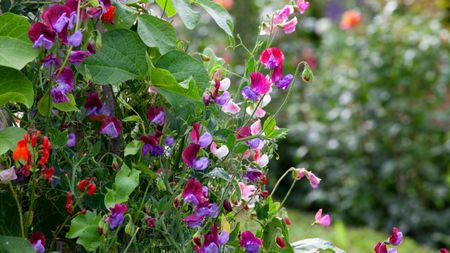 sweet peas in various colors growing in a garden