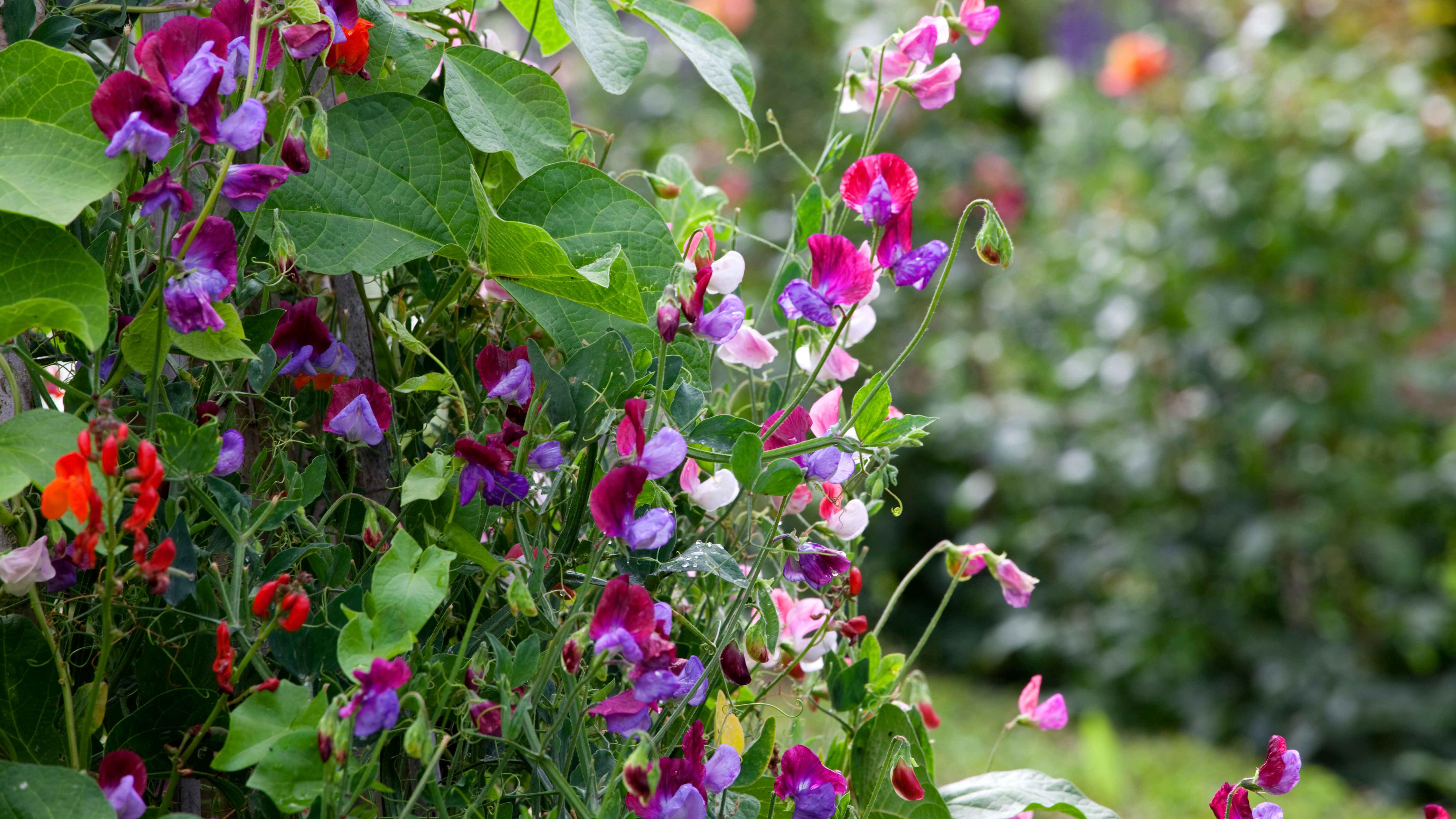 sweet pea flower vines