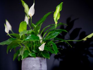 peace lily in grey ceramic plant pot