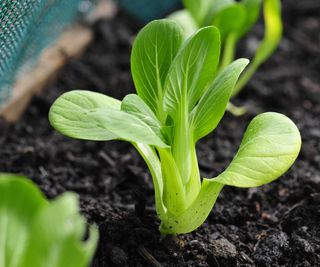 Bok choy growing in a vegetable garden