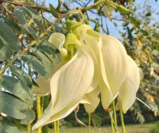 Yellow blooms of the hummingbird tree in a garden border