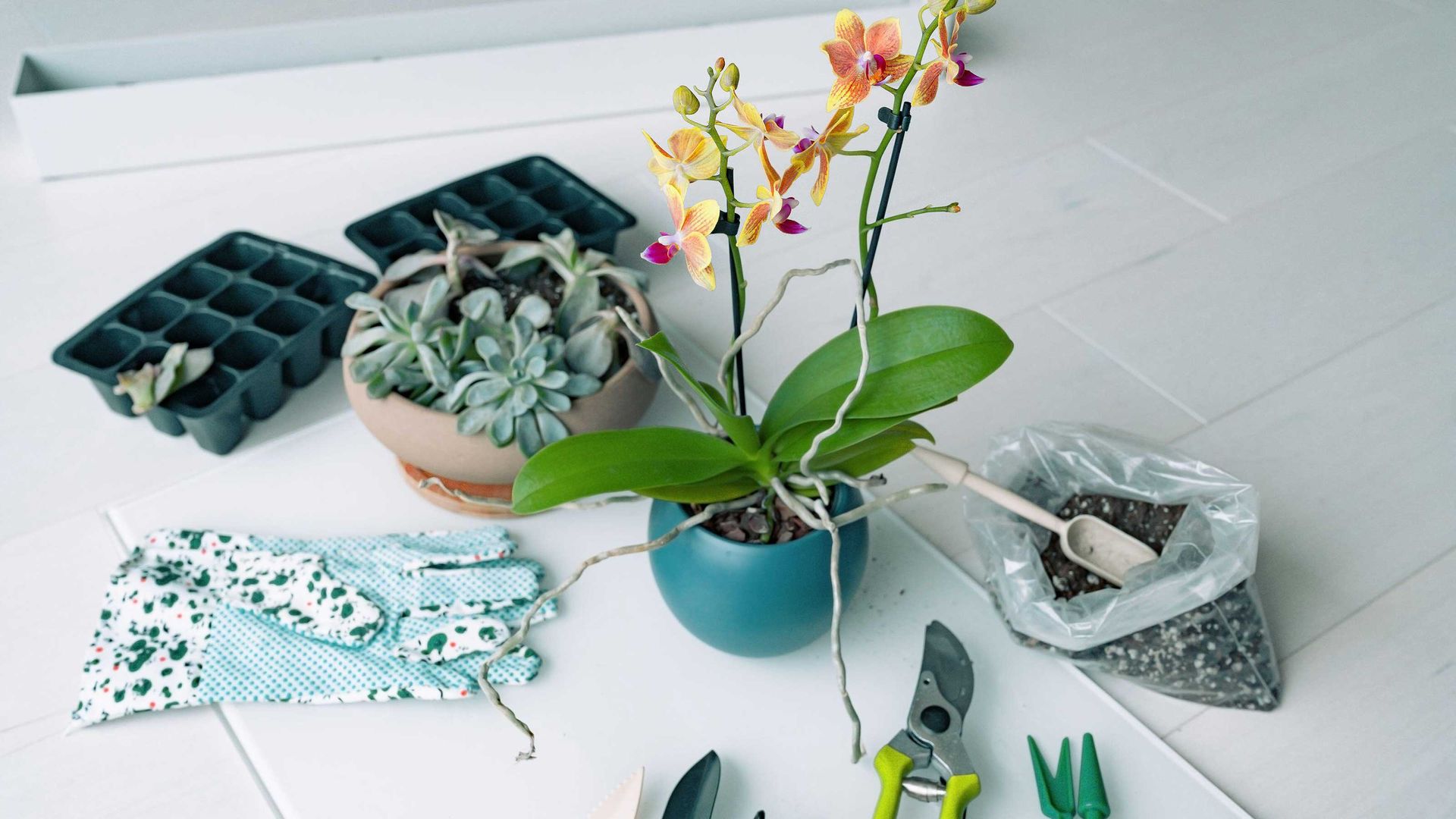 How to repot an orchid, plus top tips on when to do it Gardeningetc