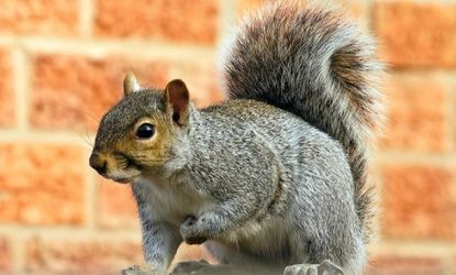 Squirrel meat was once a staple diet in Alabama up until the 1940s.