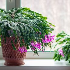 Christmas cactus