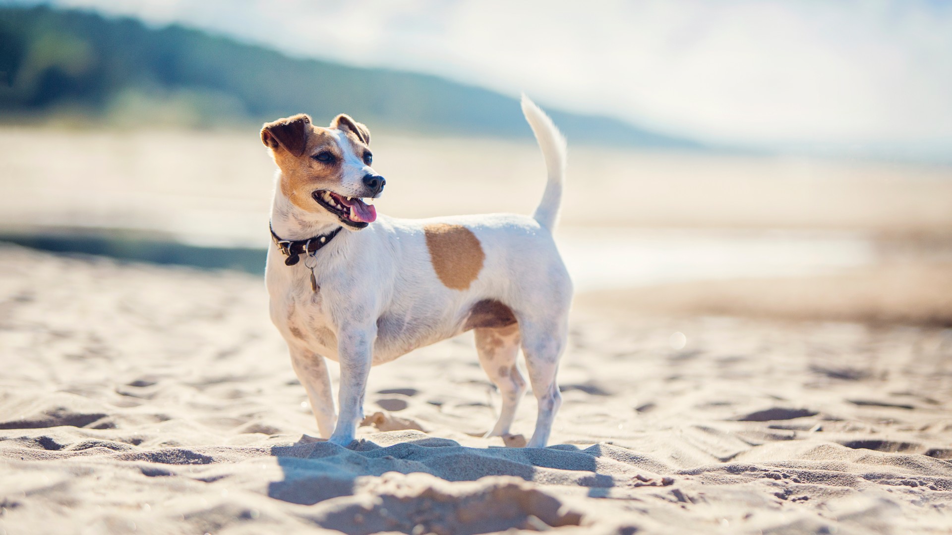 Jack Russell Terrier standing on the beach on a sunny day