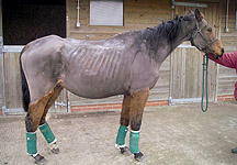 rspca-horse.jpg