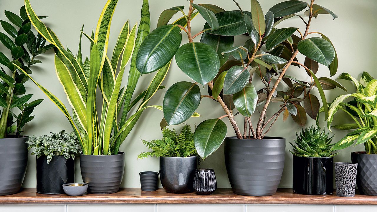 green house plants in clay pots