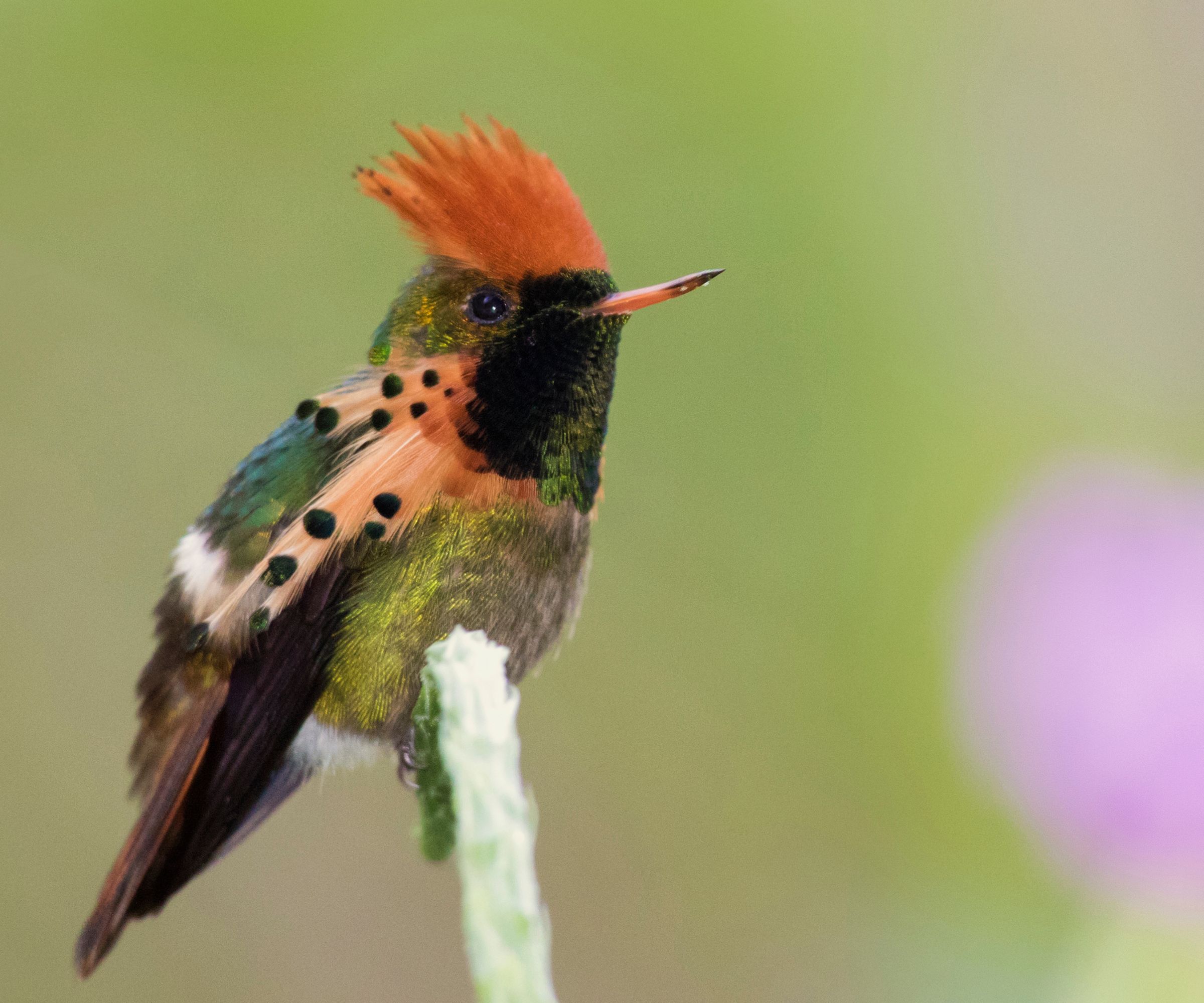 Tufted Coquette Hummingbird (Lophornis ornatus) perching on stem, Trinidad and Tobago - stock photo