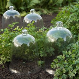 Glass Crocus Classic Bell Cloches on soil with plants