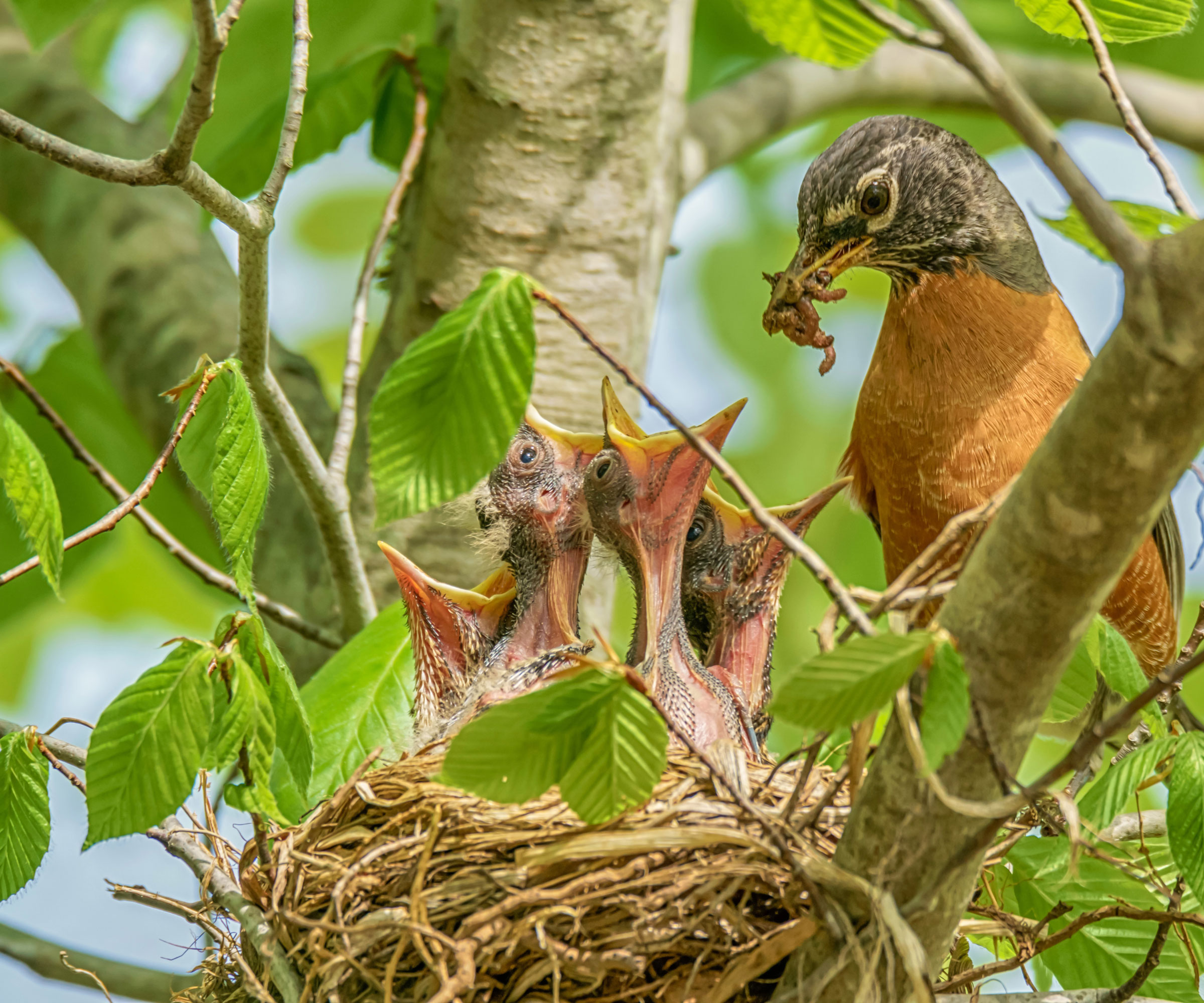 American robin mother feeding babies in nest