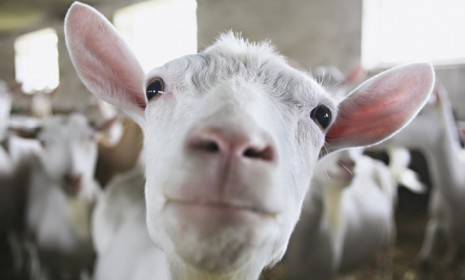 While goats don't have their own language, they are prone to picking up vocal similarities of their immediate social circle.