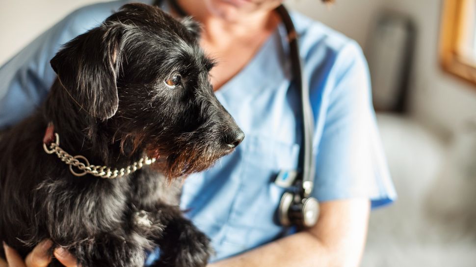 Hypoglycemia in dogs A vet's guide PetsRadar