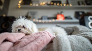 Maltese terrier lying on bed looking cute