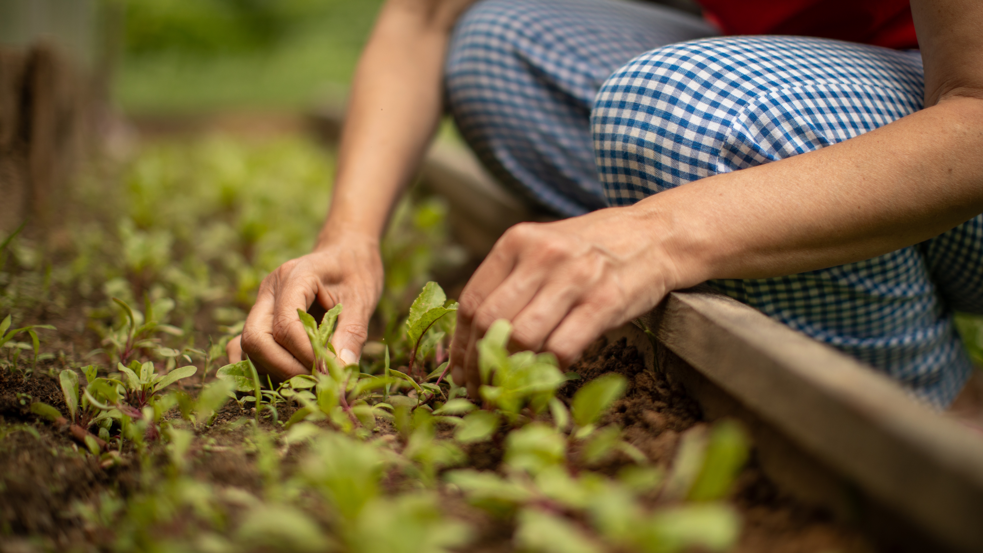 A gardener is thinning seedlings in the vegetable garden