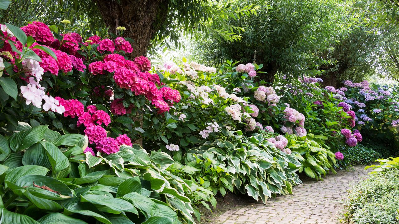 Dark pink azaleas bush