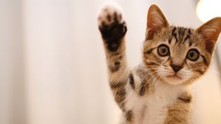 Cat waving