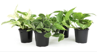 Plants For Pets  Pothos Plants