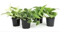 Plants For Pets  Pothos Plants