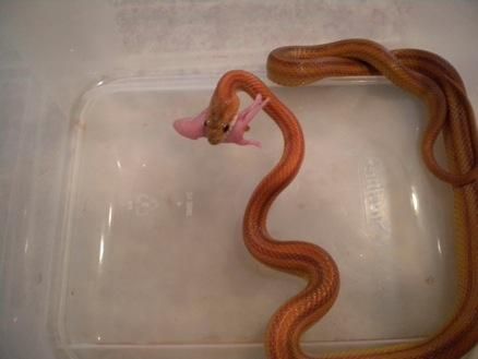 Team TIBCO's host family in Bend, OR, breeds and sells snakes. This photo was taken at feeding time.
