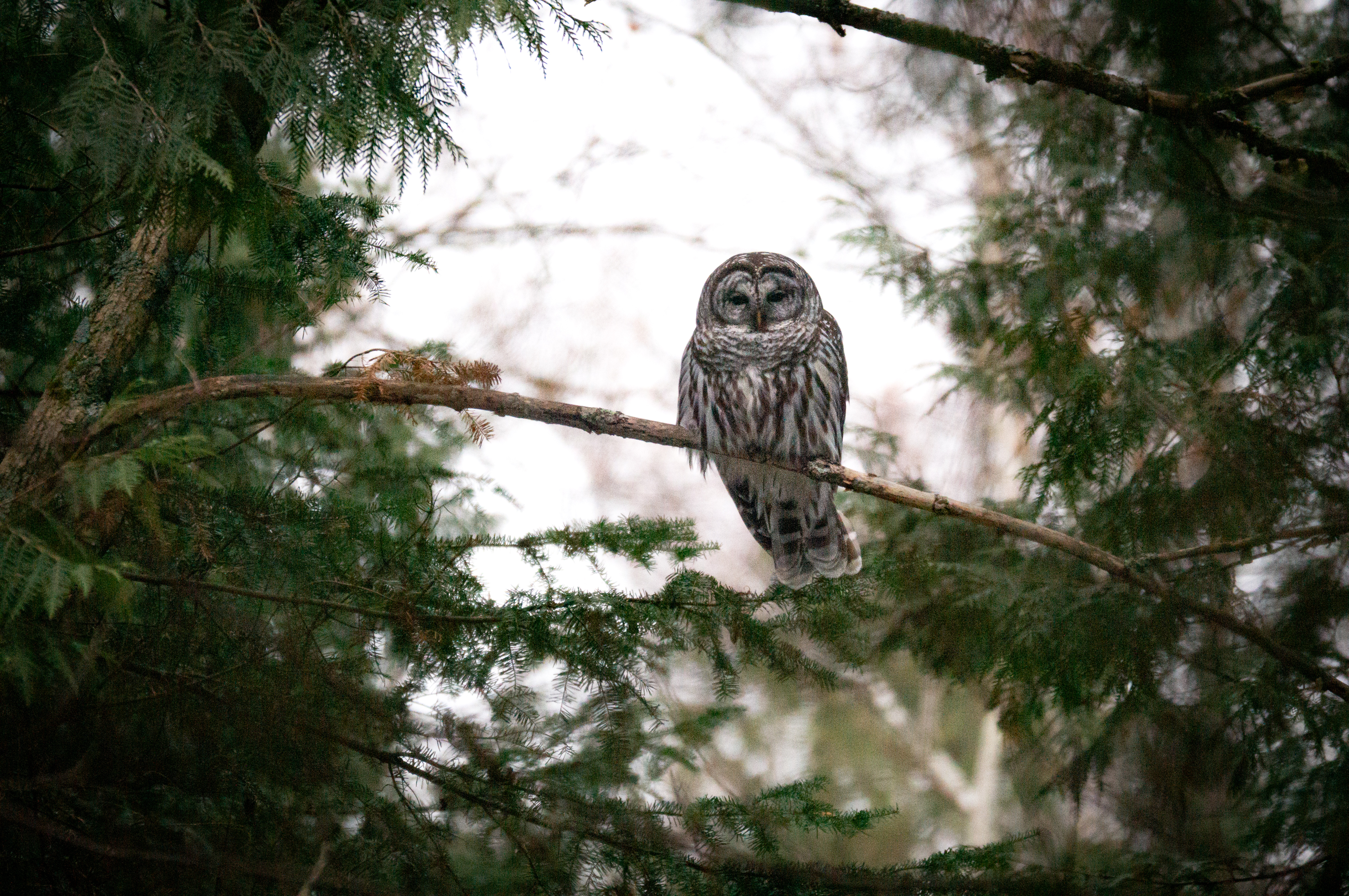 GuruShots - Nature&rsquo;s Masterpiece 2026