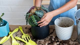 picture of woman repotting a prayer plant