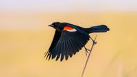 A photo of a red-winged blackbird taking flight. 