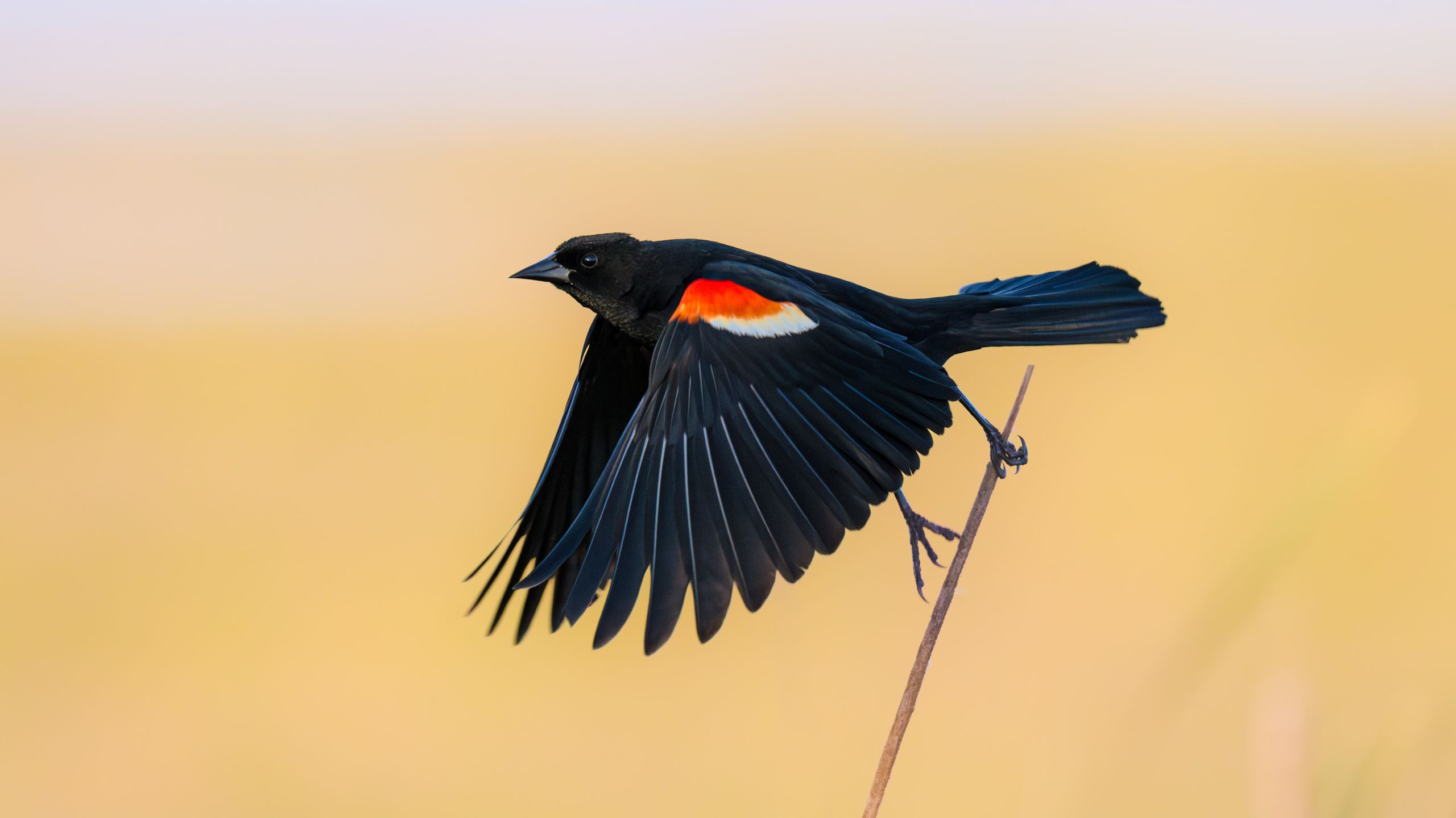 Birds are declining faster and faster in 3 US hotspots, new study finds