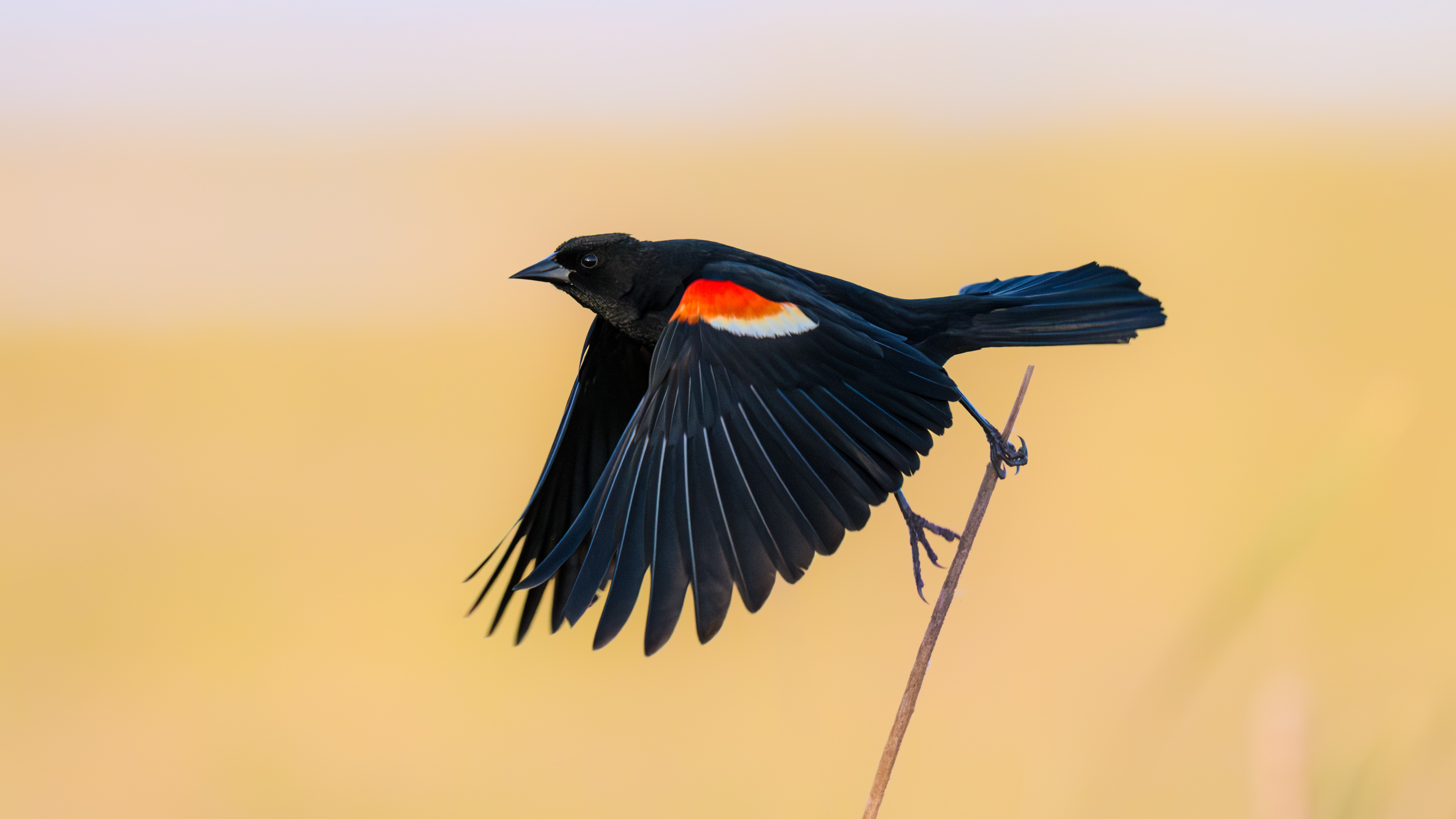 A photo of a red-winged blackbird taking flight. 