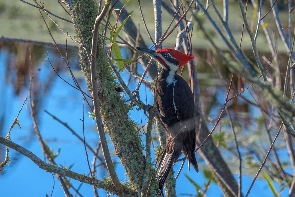 Pileated woodpecker on a tree branch looking for insects.