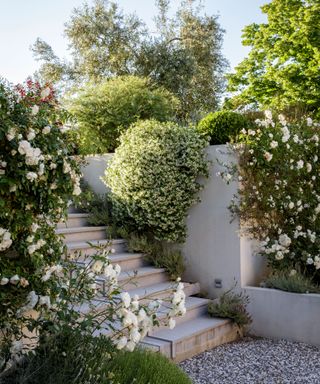 roses cascading over a retaining wall of a terraced, sloping garden in Italy