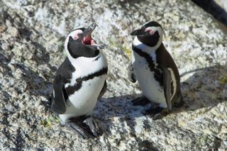 A braying African penguin — or "jackass penguin" — respects the linguistic laws of English while honking at his friend.